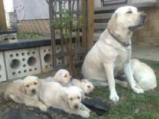 PoulaTo: LABRADOR